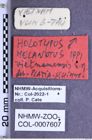 Etiketten zu Melanotus vietnamensis (Platia & Schimmel, 2001) (NHMW-ZOO-COL-0007607)